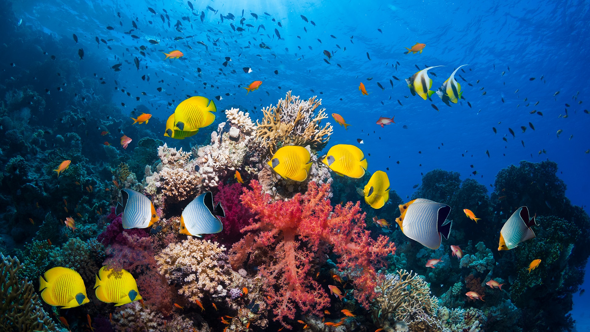 The Wondrous Worlds Of Coral Reefs And Why We Need To Protect Them BBC Earth